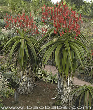 Aloe vaotsanda